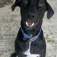 Ziggy, dog to adopt