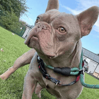 Mr Rolo, dog to adopt