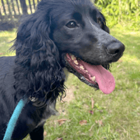 Molly, female dog to adopt