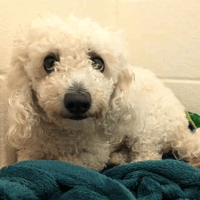 Sunshine, female dog to adopt