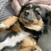 Poppy, female dog to adopt