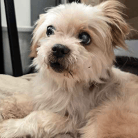 Cookie, dog to adopt
