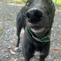 Clyde, dog to adopt