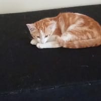 Angelique, chatte à adopter