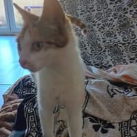 Calypso, chatte à adopter