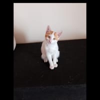 Arabis, chat à adopter