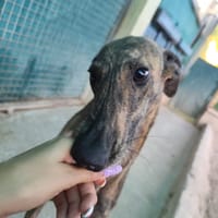 ARETA  (Patas Jumila), chienne à adopter