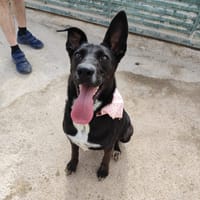TINA  (Patas Jumila), chienne à adopter
