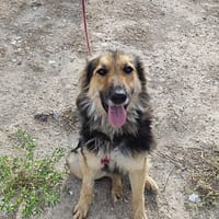 LUFY  (Patas Jumila), chienne à adopter