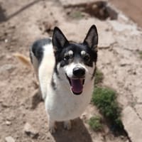 NISSY (Lara), chienne à adopter
