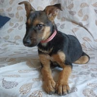 ABBY (Maria), chienne à adopter