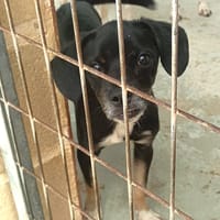 BLACKY (Maria), chien à adopter