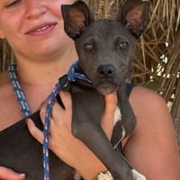 NETTIE (Maria), chienne à adopter