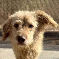 SERGIO (Maria), chien à adopter