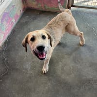 SENDA (Isabelle), chienne à adopter