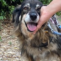 SALLY, cane femmina da adottare