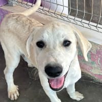 SERENA (Isabelle), chienne à adopter