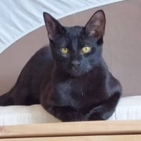 RAMSEY, chat à adopter