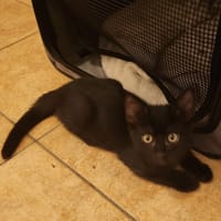 BAGHERA, chat à adopter