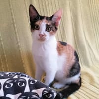 MAYA*, chatte à adopter