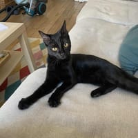 Luna, chatte à adopter