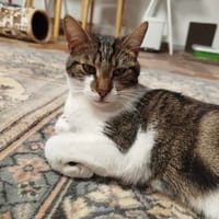 Léo, chat à adopter