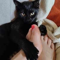 Minie, chatte à adopter