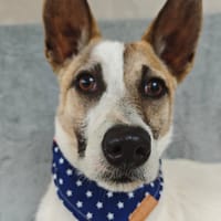 Tilouis, chien à adopter