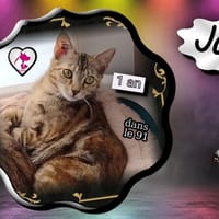Jane, chatte à adopter