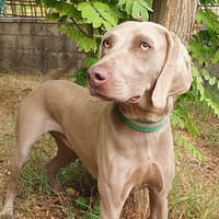LUNA, perra en adopción