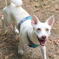 Didi, Hündin zur Adoption