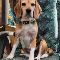 Paula, muntere Seniorin sucht Dich ❤, Hündin zur Adoption