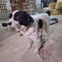 STIFF - freundlicher Zeitgenosse, Hund zur Adoption