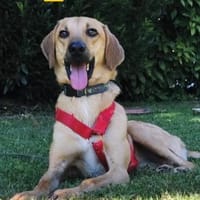 Luigi - aufgeweckt und freundlich, Hund zur Adoption
