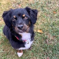 Klein BERTI sucht das große Glück, Hund zur Adoption