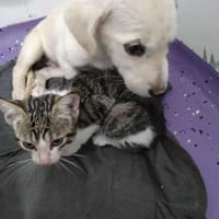 Kleine Lina ❤🐾 und kleine Mietzekatze, Hündin zur Adoption