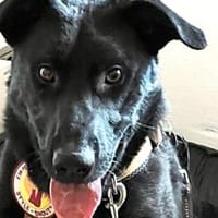 Sonnenschein Pedro sucht seine Familie, Hund zur Adoption