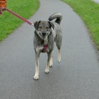 Oscar sucht seine Familie für immer!, Hund zur Adoption