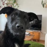 Wer schenkt Enni ein Zuhause?, Hündin zur Adoption