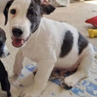 Süßer kleiner Smarty, Hund zur Adoption
