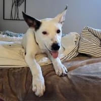 Wer schenkt Trick ein Zuhause?, Hund zur Adoption