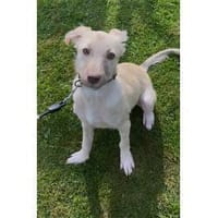 Lavendel - wartet in 57612 Obererbach, Hündin zur Adoption
