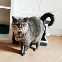 Schlupfine zusammen mit Pauline, Katze zur Adoption