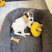 Aira ein tolles liebes Mädchen, Hündin zur Adoption