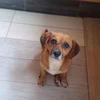 Ottosucht seine Menschen 🐾, Hund zur Adoption