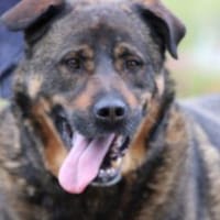 Yona - ein echter Prachtkerl, Hund zur Adoption