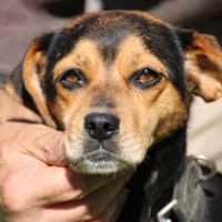 Claria - verschmust u. liebenswert, Hündin zur Adoption