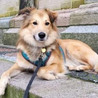 Toppi sucht sein Für-Immer-Zuhause, Hund zur Adoption