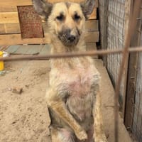 VIVA's Geschichte lässt niemand kalt, Hündin zur Adoption