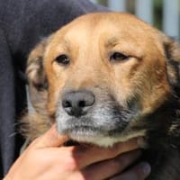 Sanjay - zutraulich u. verschmust, Hund zur Adoption